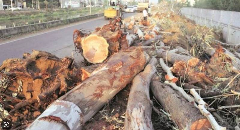 Lush green trees hacked down in Jhelum for PTI long march