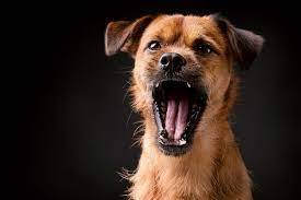 Barking dog leads man to murder his brother, sister-in-law