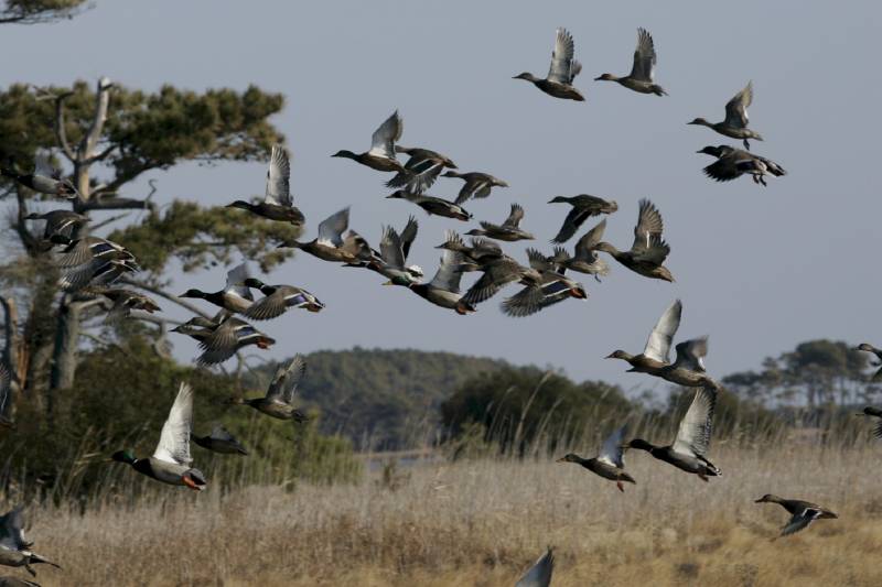 Dam plans threaten China's migratory bird haven