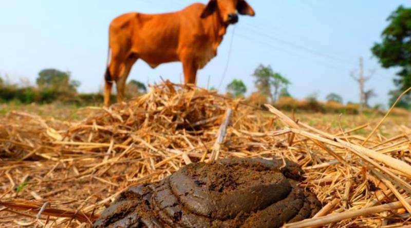 Cow dung protects from radiation, Indian court claims