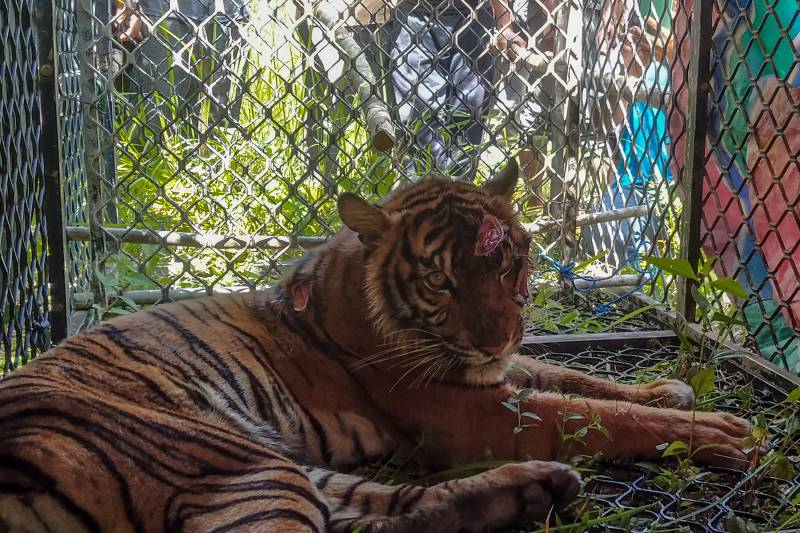 A captured Sumatran tiger with wounds on its head and body is seen in a trap set up by conservationists in Sampali forest in Kluet Tengah subdistrict, South Aceh, AFP