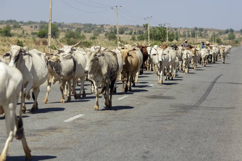 Cattle thieves kill 41 vigilantes in Nigeria's north