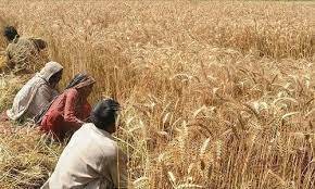 Good news for farmers of the province for next season, Punjab government has decided to increase per maund wheat price
