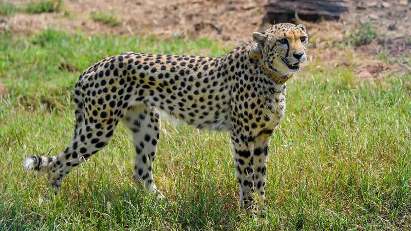 Cheetah enters home; wounds man in DHA Islamabad