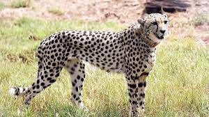 12 South African cheetahs arrive for India rewilding