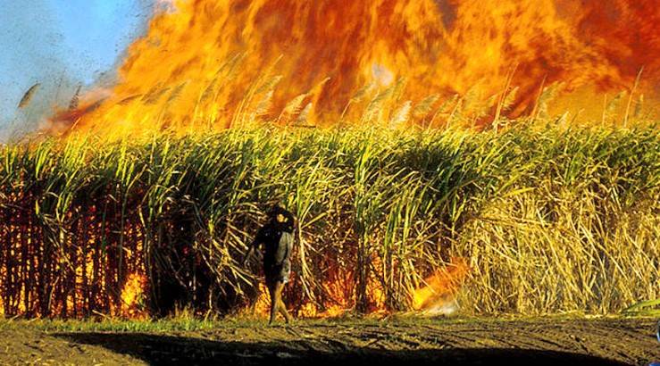 Sugarcane crop spanning on eight-acre area in Khanpur’s village Chak 60-P caught fire
