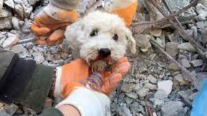 Rush to save trapped animals in Turkish city after tremor