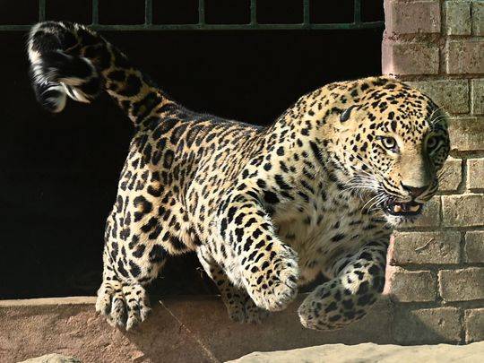 Panic spreads as leopard runs amok in Abbottabad