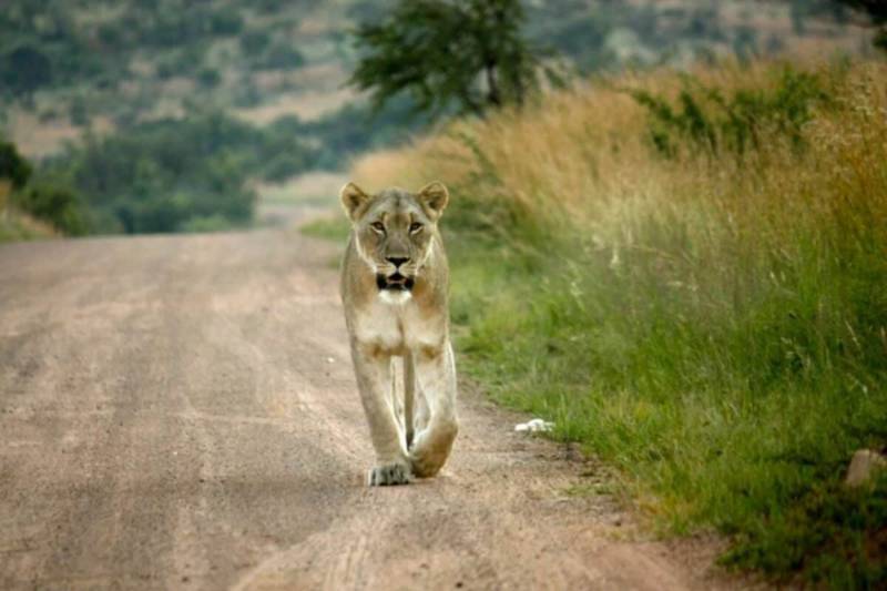 Lioness shot and killed in South Africa after escape