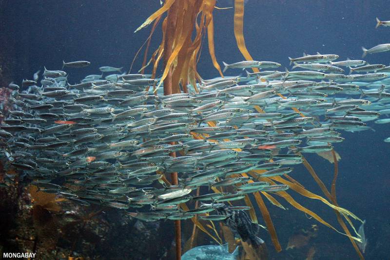 UN head says high seas treaty must be \'ambitious\'