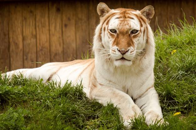 Golden tabby tiger dies at Karachi Zoo