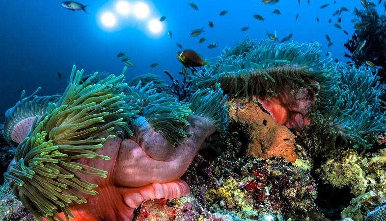 Scientists explore ocean frontiers for ‘drugs from the deep’