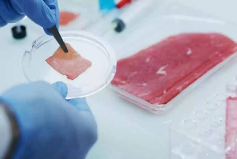 Italy government seeks to ban synthetic meat