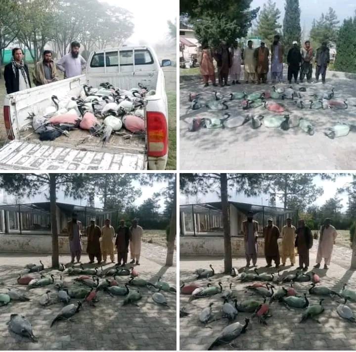 Wildlife dept recovers 40 cranes in Balochistan