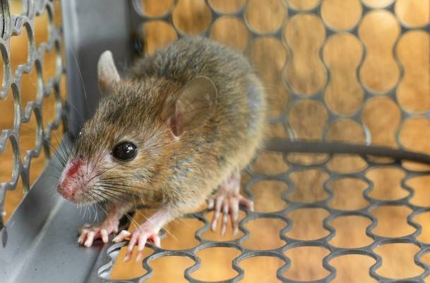 Major breakthrough as scientists cure mice of breast cancer in two weeks