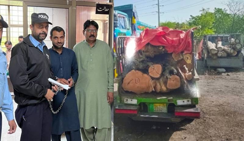 Tree cutter jailed