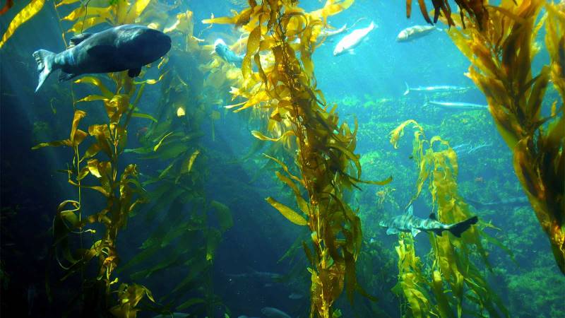 Scientists estimate sea kelp generates $500b a year