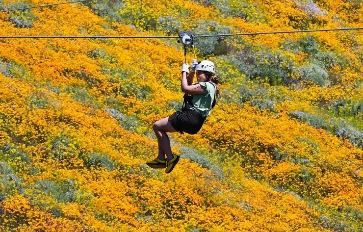 California bursts into 'super bloom' after wet winter