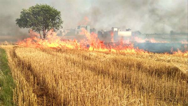 Fire destroys wheat crop on two acres in Shujaabad