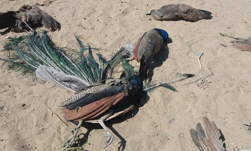 25 more peacocks die of mysterious disease in Thar