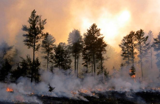New study quantifies link between climate crisis, wildfires