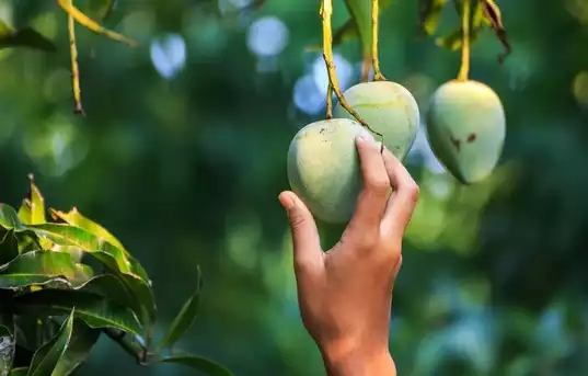 Watchman tortures boy for plucking mangoes from garden