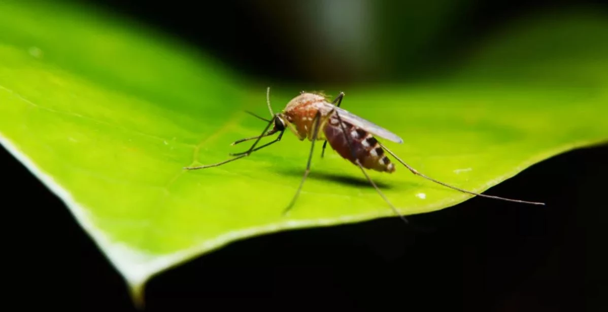 Colours that repel mosquitoes and keep them away
