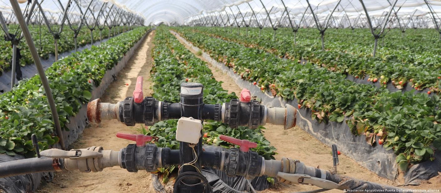 Strawberry boycott leaves Spain's farmers in a jam