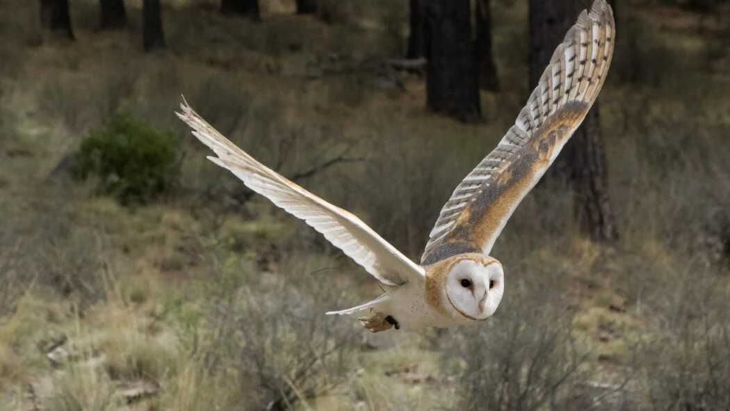 Owls come to the rescue of farmers