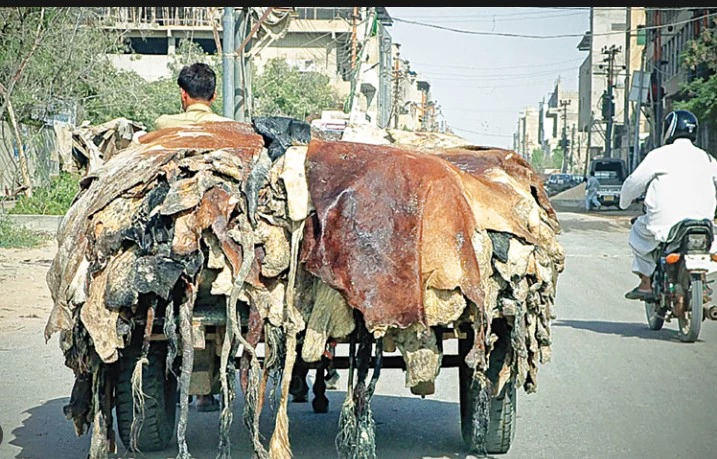 Section 144 imposed in Peshawar to prevent hides’ collection
