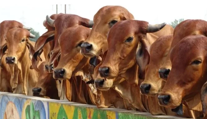 Cabinet approves cattle export to four Gulf countries