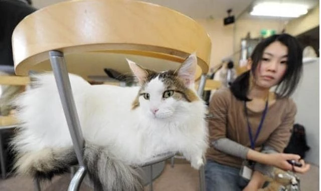Hurt felines: Japanese app aims to detect cat pain