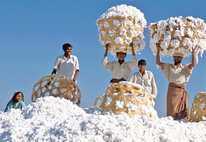 Cotton prices fall by up to Rs2,000 per 40kg