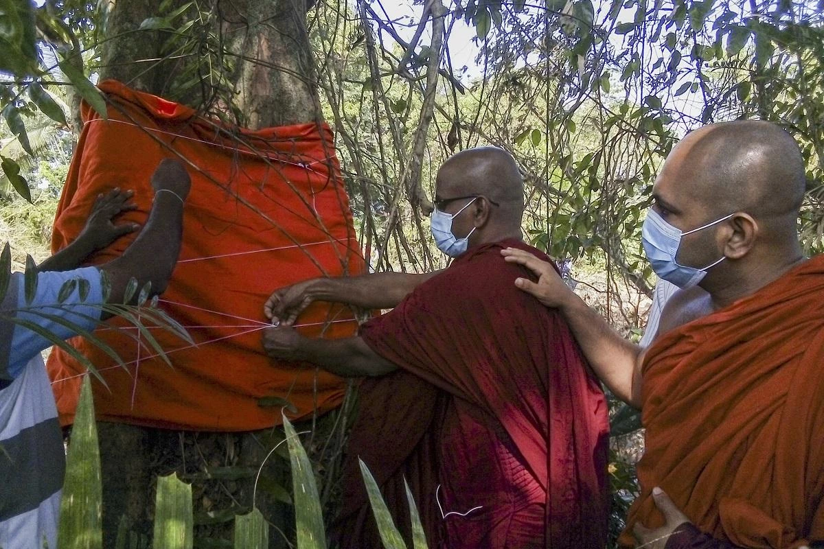 Sri Lanka uproots 'last legume' tree to build highway