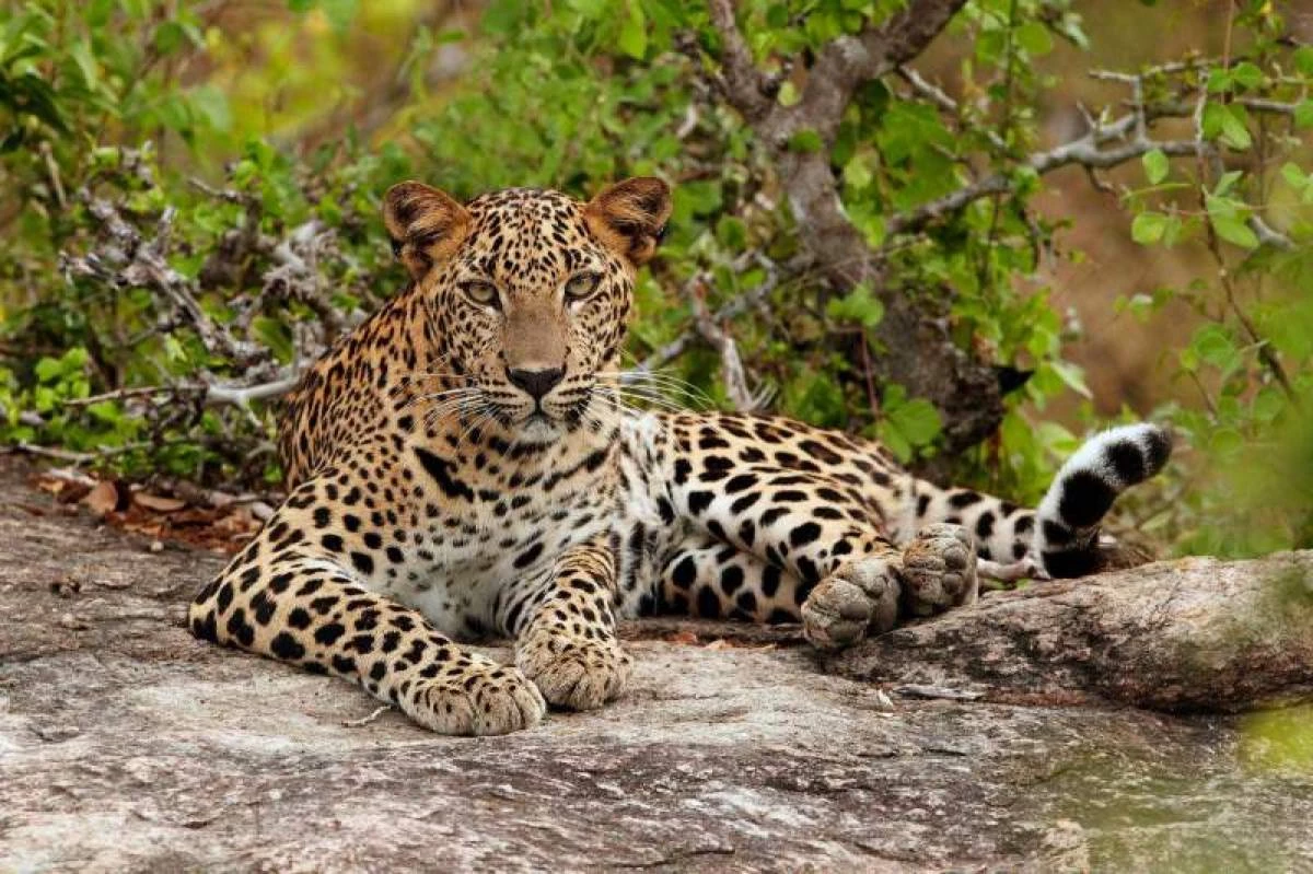 Leopard enters into populated areas of New Murree, kills many animals