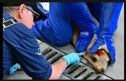 Marine animal poisonings overwhelm California volunteers