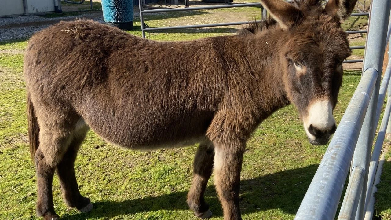 Faisalabad man goes to police against torture of his donkey
