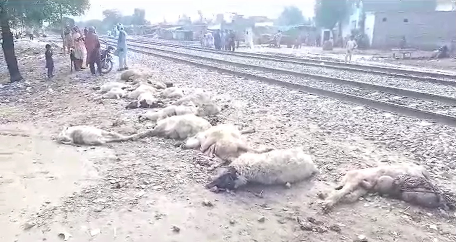 Train crushes herd of goats, sheep in Sadiqabad