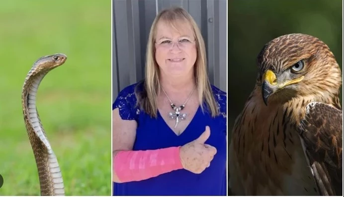 Hawk drops snake on US woman, prompting both to attack