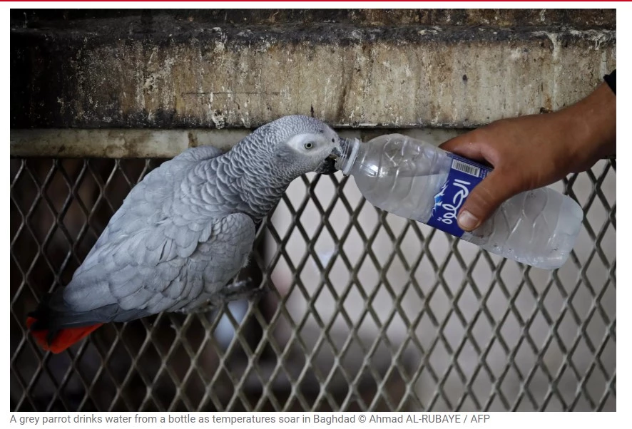 Baghdad zoo animals suffer as mercury hits 50 degrees