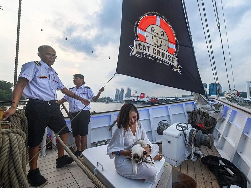 All paws on deck: Singapore company launches luxury cat cruises