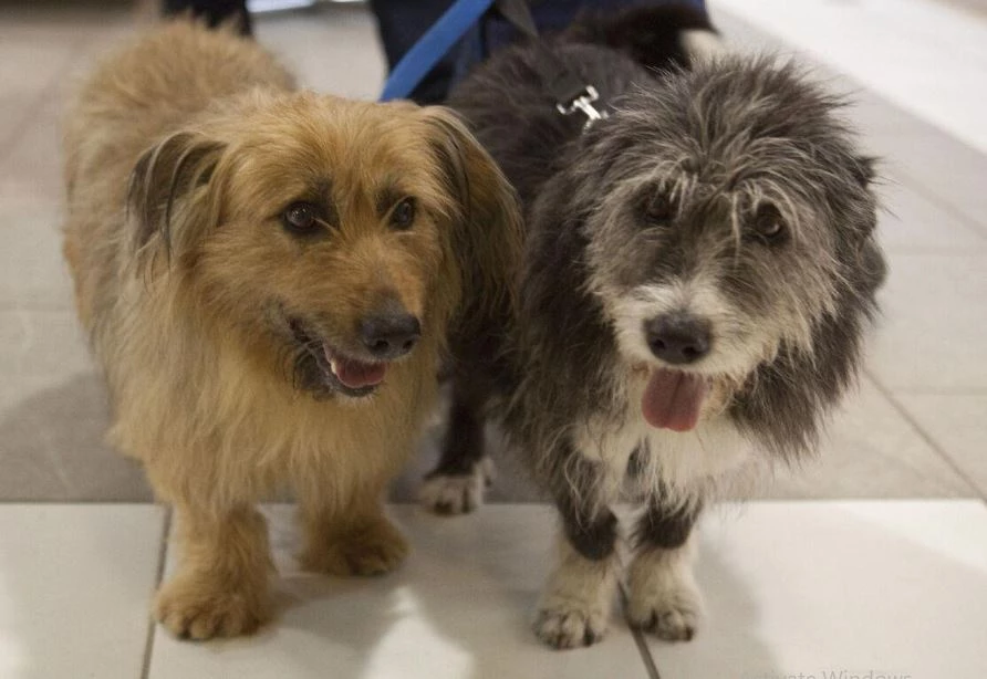 Iran realtor in dog house over sale to canine