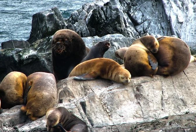 Bird flu kills scores of sea lions in Argentina