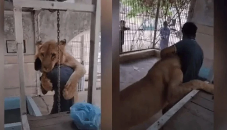 Owner, lion share a warm hug in Karachi Zoo   