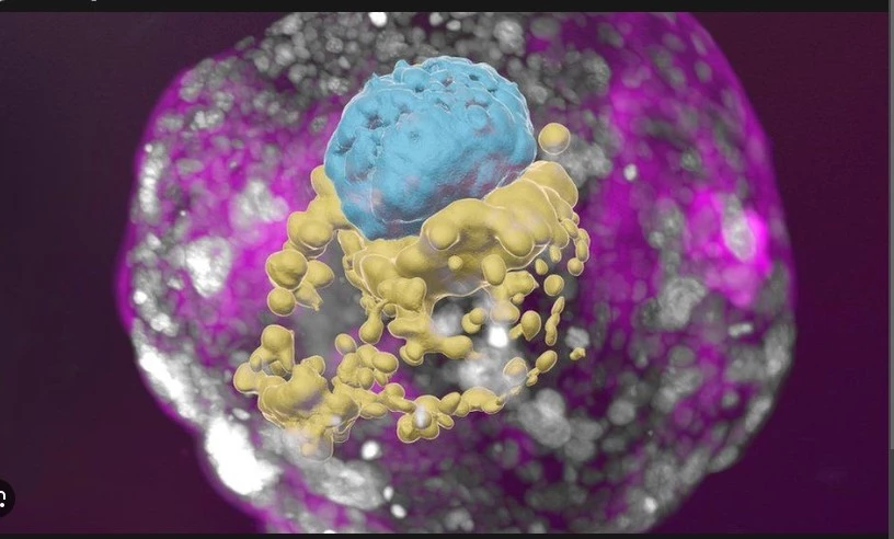 Scientists grow human embryos, without sperm or egg