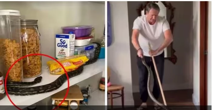 Glenn McGrath catches python in his home