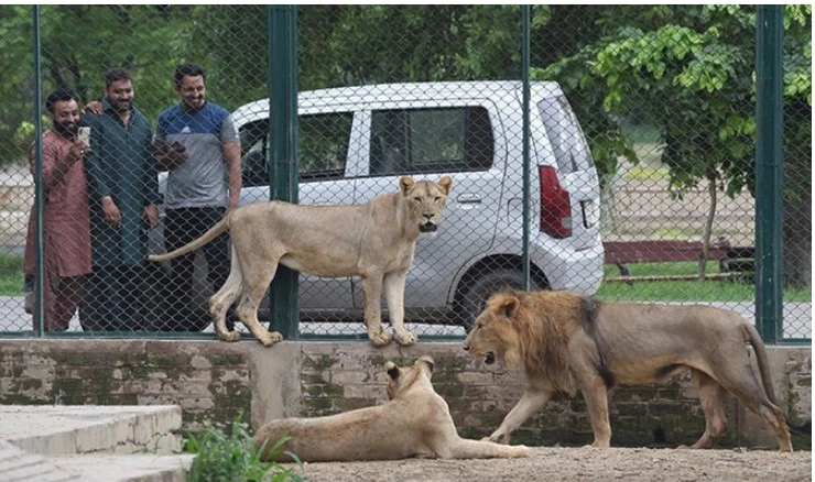 Upgradation of Lahore Zoo and Safari Park on the cards