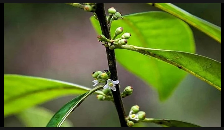 Scientists rediscover small Brazil tree, 185 years on