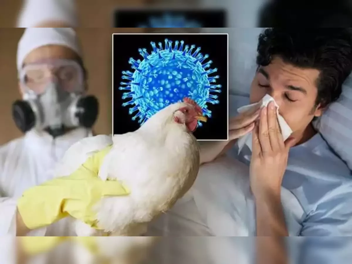 S.African chickens hit by 'worst' bird flu outbreak
