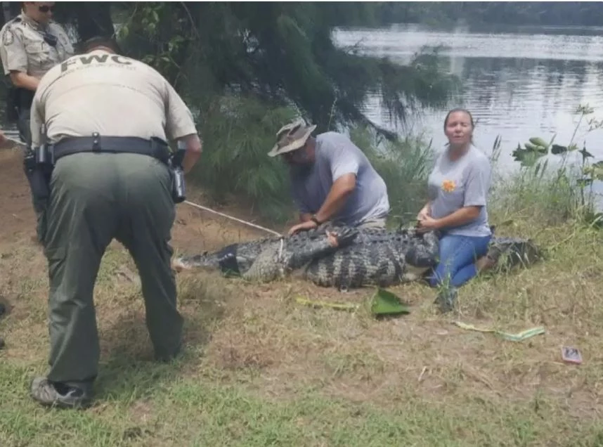 Alligator killed after Florida woman's body found in jaws